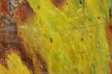 Colorful Petrified Wood (Araucarioxylon) Section - Arizona #133227-1
